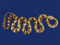 藏品(雨傘節)的圖片